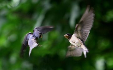 《燕子》的教学反思参考7篇