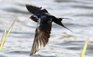 《燕子》的教学反思模板7篇