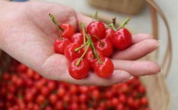 樱桃谷作文精选5篇