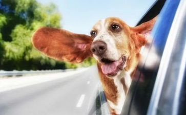 有趣的活动教案最新7篇