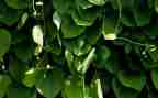 植物介绍作文7篇