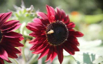 追求自由作文6篇