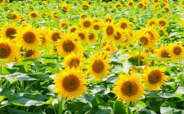 生活追求作文5篇