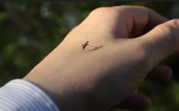 拍蚊子幼儿园教案6篇