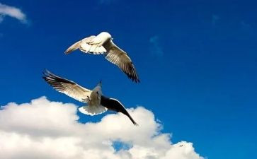 自由与法作文优秀5篇