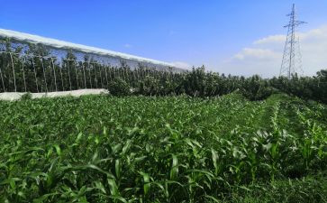 简洁的房屋租赁合同7篇